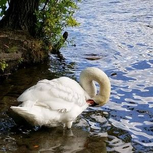 Meet your Posher, Carmin